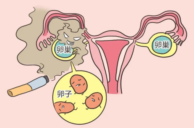 卵巢功能的好坏与否,从这几点就能看出,日常养护卵巢