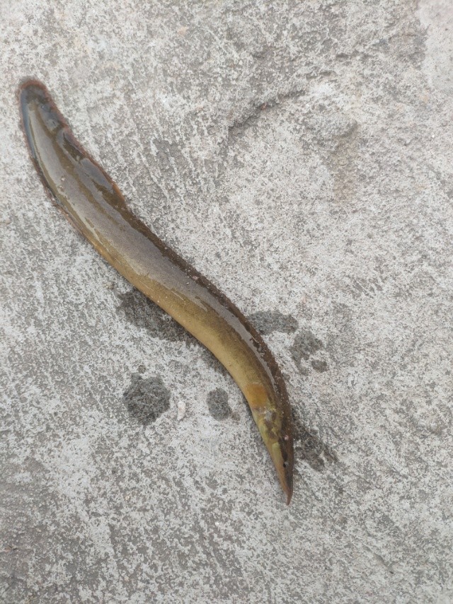 涨水后,广东湛江河道刀鳅鱼泛滥,钓鱼人:钓得头疼