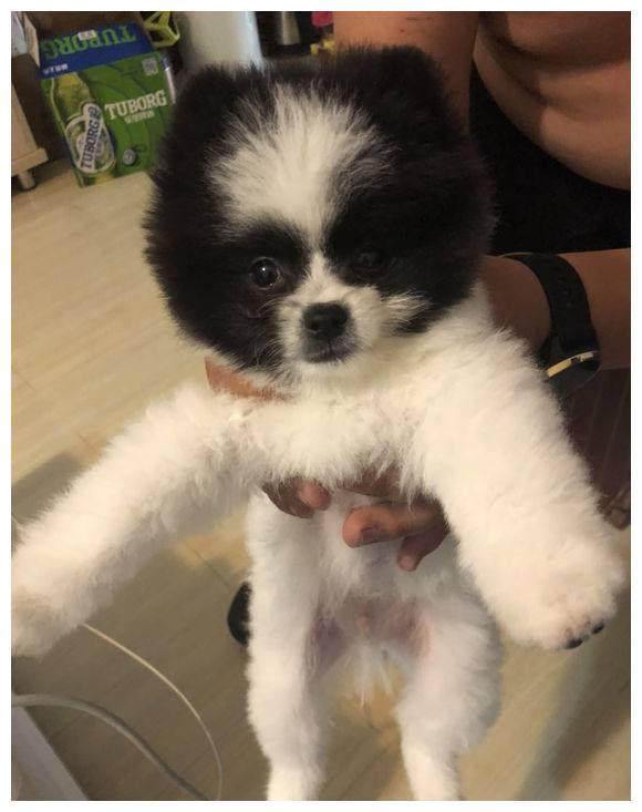 这只博美长相酷似小熊猫每次看见它就让人开心