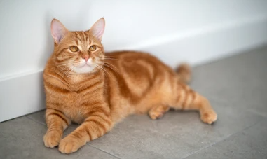 还是我们最爱的中华田园猫 只要毛发是橘色的都可以称为"橘猫"哦! 2.
