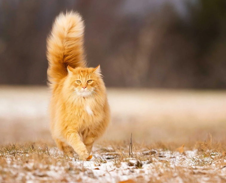 我指着家里的橘猫说它"好吃懒做没出息",它直接让我脸