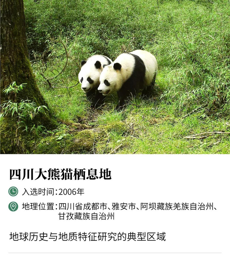 四川大熊猫栖息地(sichuan giant panda sanctuaries   wolong, mt