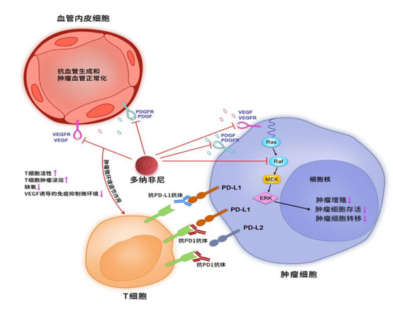 pdgfr等多种受体酪氨酸激酶的活性,也可直接抑制各种raf激酶,并抑制下