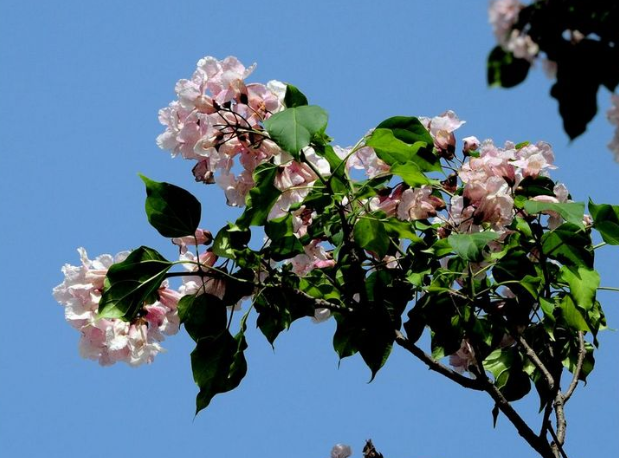 生长快易成材,80年代还大量种植的泡桐树,为啥现在没人愿种植?