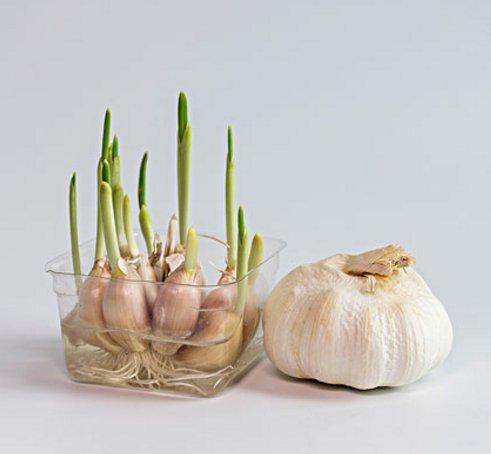 土豆发芽不能吃,那大蒜,红薯,生姜发芽之后还能吃吗?