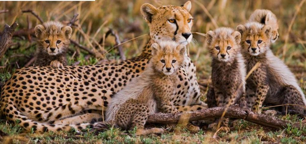 母猎豹战力差,难以保护幼崽,小猎豹为自保装成"平头哥"
