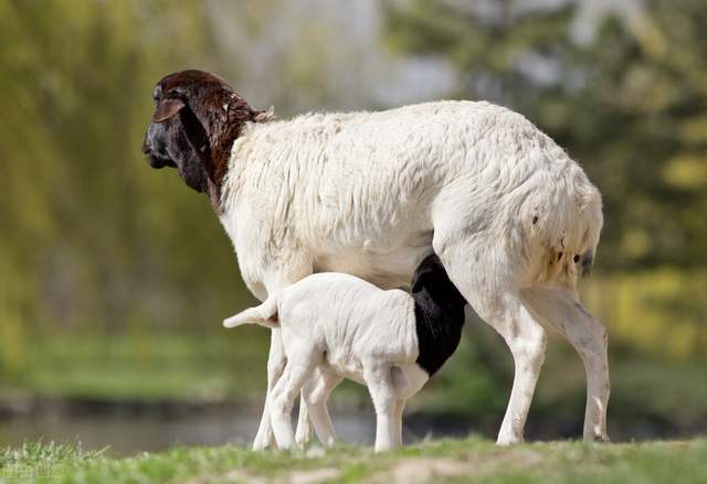 六招有效提高母羊繁殖能力