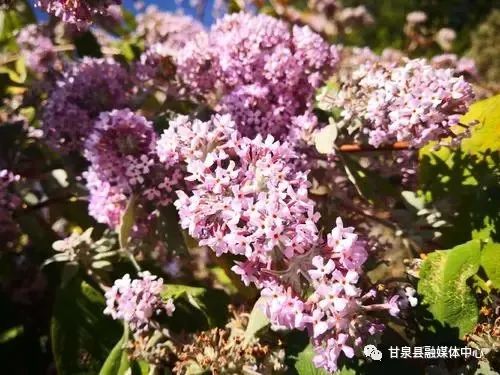 【甘泉美文斋第168期】李绥宁:脑畔畔上那一坡坡盛开的泽蒙花