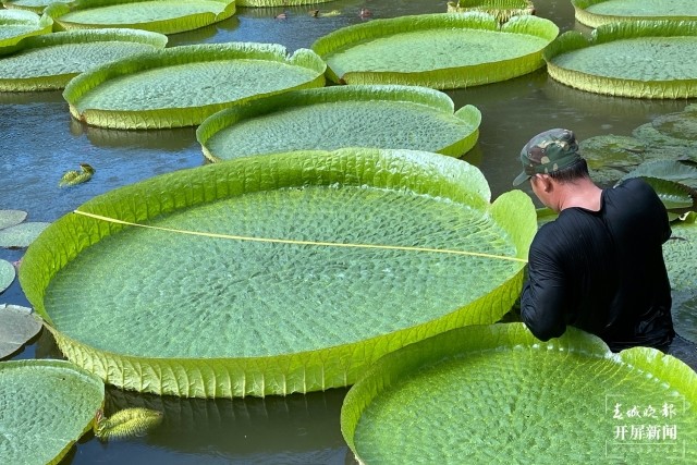 这里的王莲叶片直径突破2米,为60年来最大