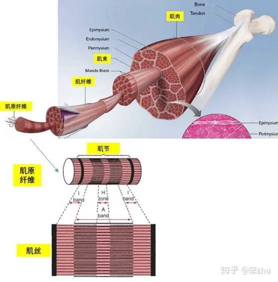 整个拉伸的过程,其实就是在拉伸肌肉肌束肌纤维(肌细胞)肌原纤维肌节