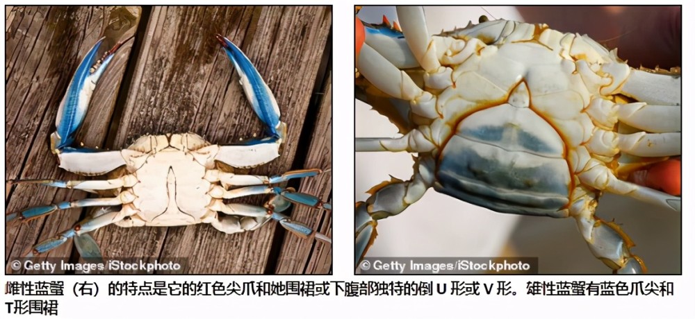 美东海岸发现变异螃蟹,左雌右雄,自己和自己就能完成交配