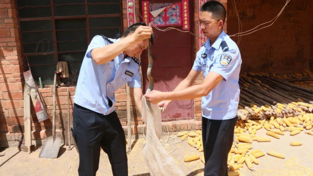 白麻蛇钻进牟定一农户家包谷堆中