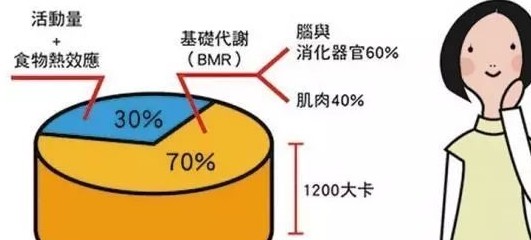 基础代谢水平与减脂的关系,减脂前先了解一下,自律的人容易瘦