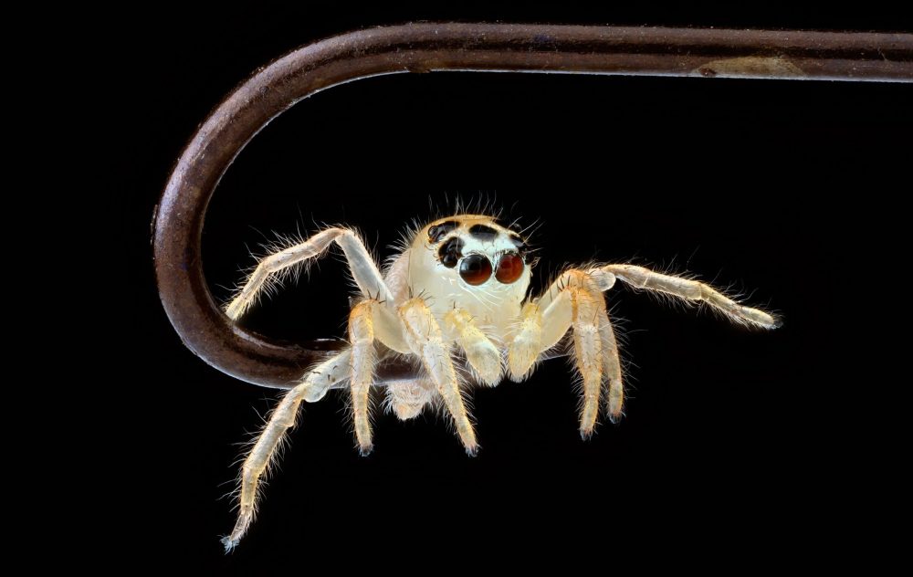 蜘蛛是如何在它们的周边视觉中区分活体和非活体的?
