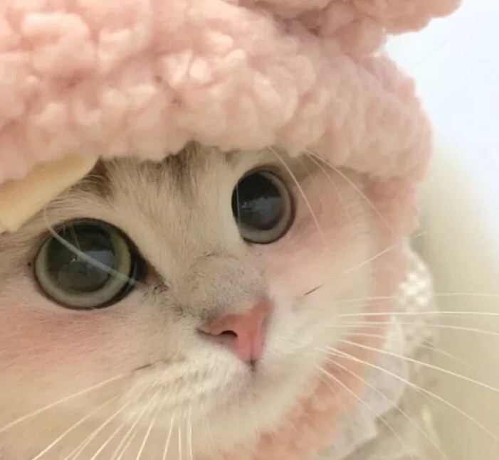 小奶猫 vs小拽猫 猫咪头像