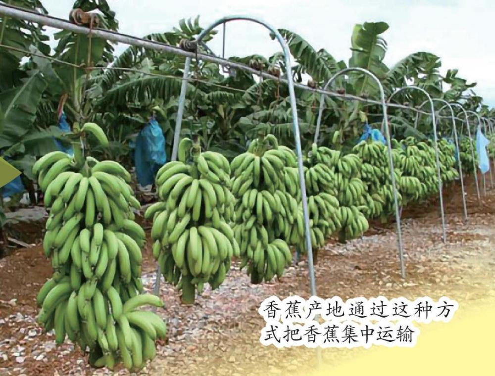 转基因香蕉上位?香蕉要灭绝这事儿,恐怕是真的