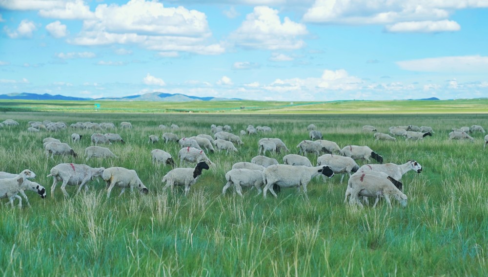 7月19日,羊群在锡林郭勒草原上觅食.新华社记者 刘莲芬 摄
