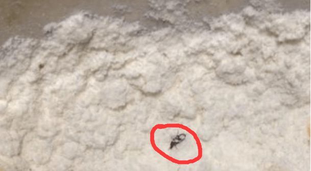 在这个高温潮湿的环境下,家里的面粉很容易就会变质