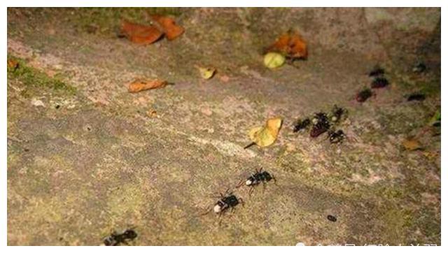 将军上厕所时发现一群蚂蚁搬东西,于是下令:赶紧撤退,违令者斩