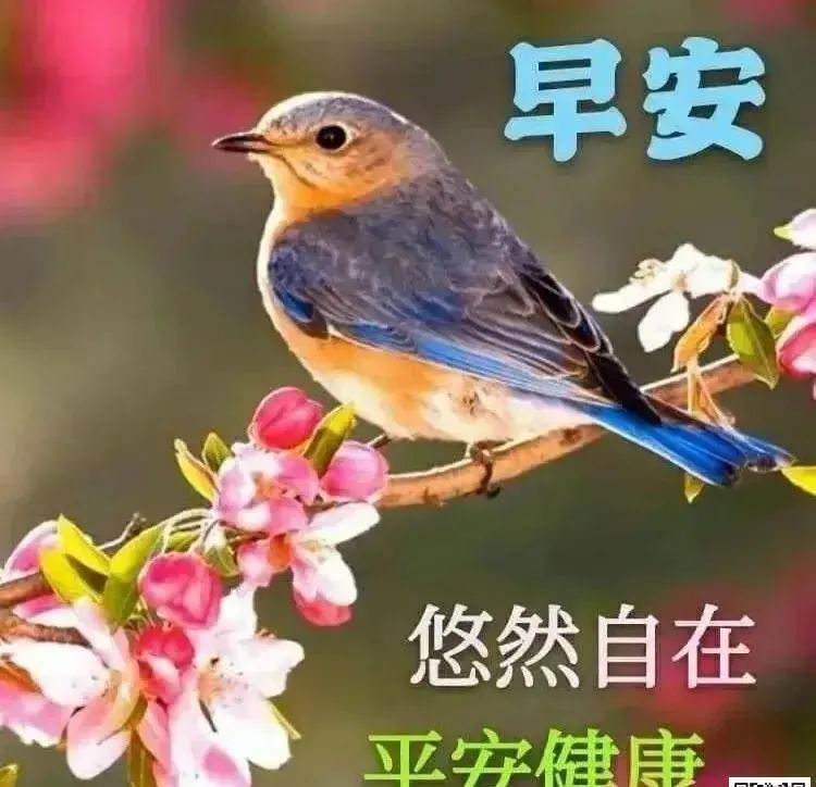 10张最新家人们大家早上好图片大全祝福 亲爱的朋友感谢您的支持早安