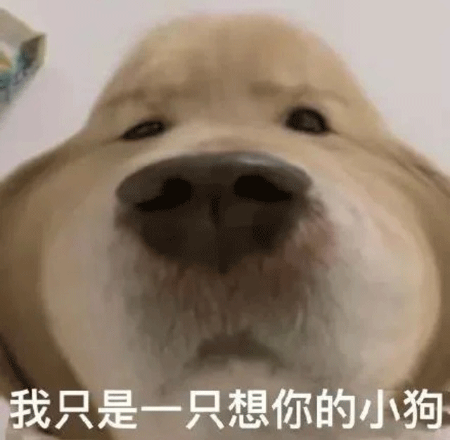 逗笑表情包|你醒了 该上班了哟
