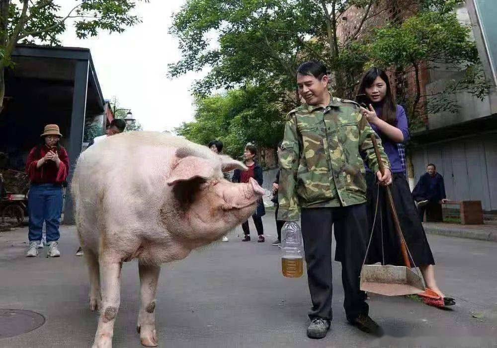 猪坚强与饲养员