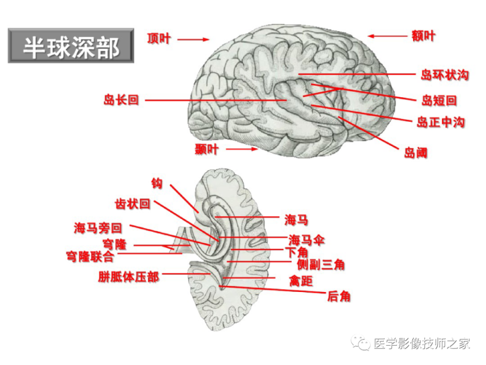 中枢神经系统功能解剖及定位