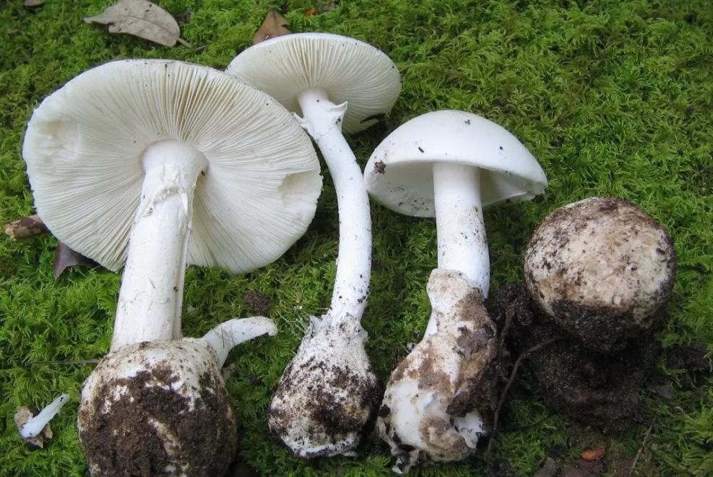 图3 春生鹅膏(amanita vern)| 图片来源:cestaysetas;图4 鳞柄白鹅膏