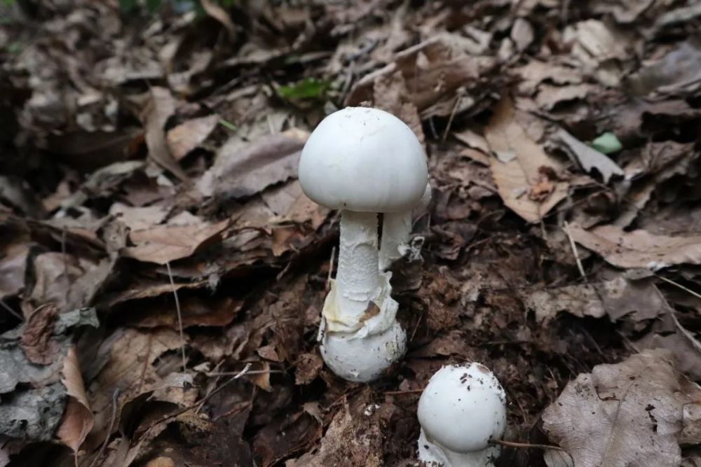 相关研究结果显示,在 干蘑菇中,开头所