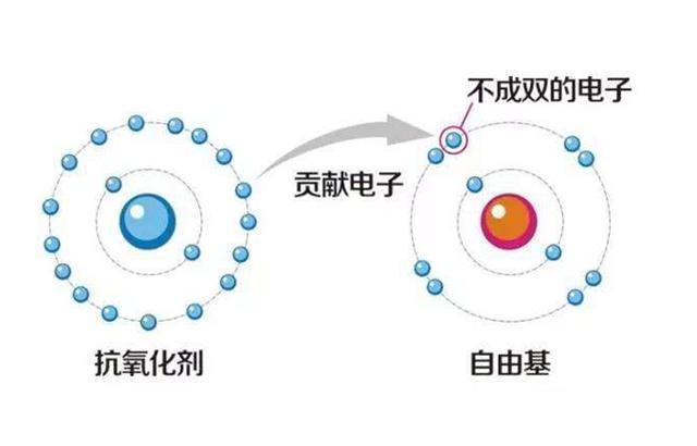 抗氧化剂