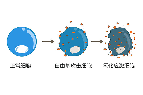 精子氧化损伤:氧化应激会通过自由基引起精子以dna断裂为主的dna损伤