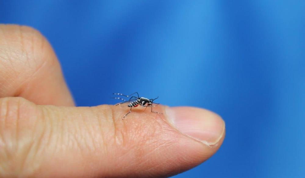 蚊子的幼虫都是生活在水里的,所以家中要尽量避免存储污水;家中的