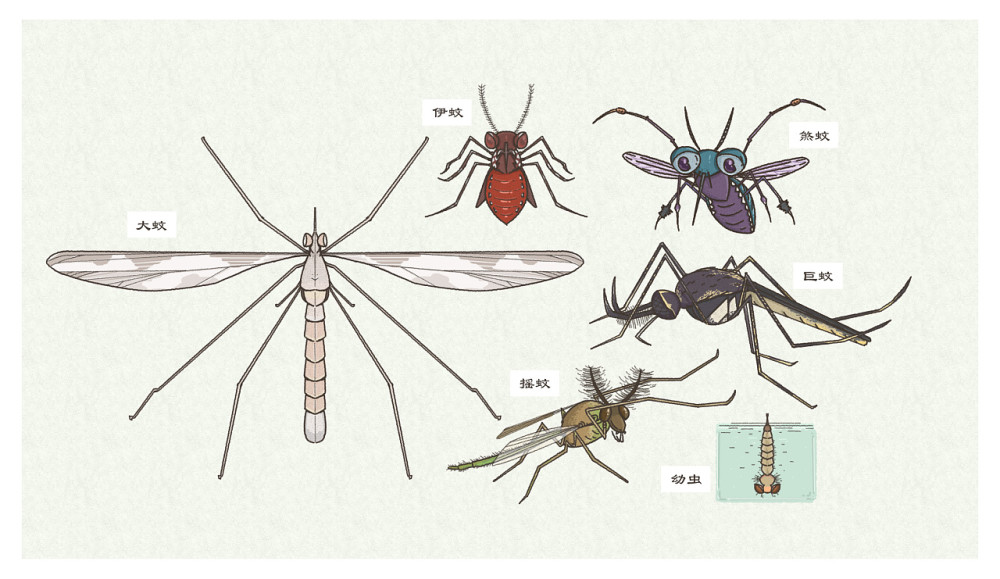 蚊子:三分天下的吸血狂魔,蚊子为何总叮你?又该如何正确防蚊?