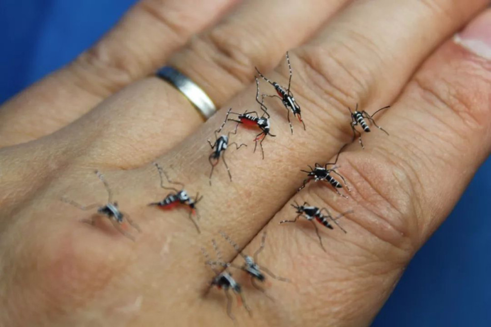 蚊子三分天下的吸血狂魔蚊子为何总叮你又该如何正确防蚊