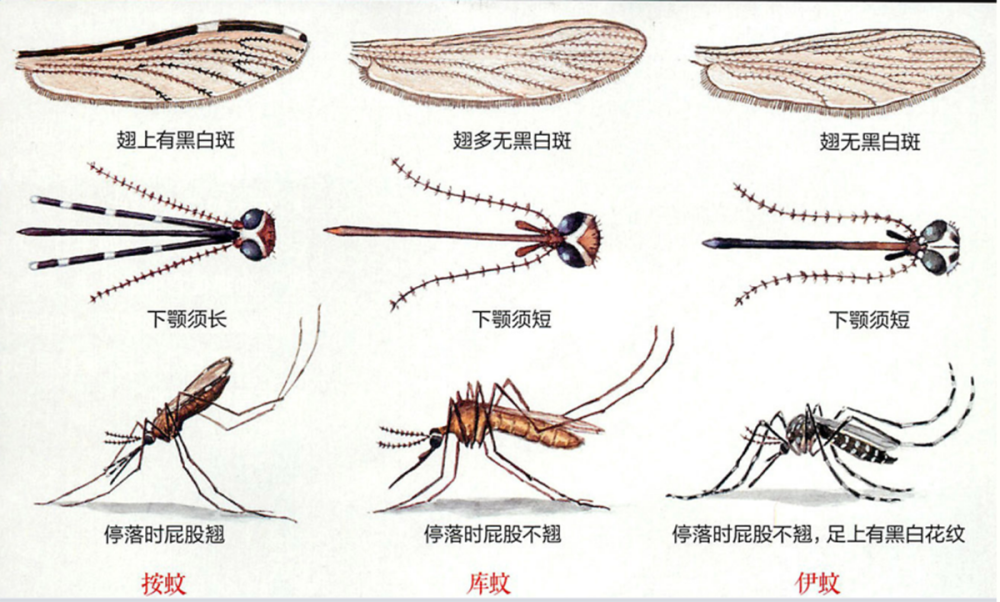 蚊子三分天下的吸血狂魔蚊子为何总叮你又该如何正确防蚊