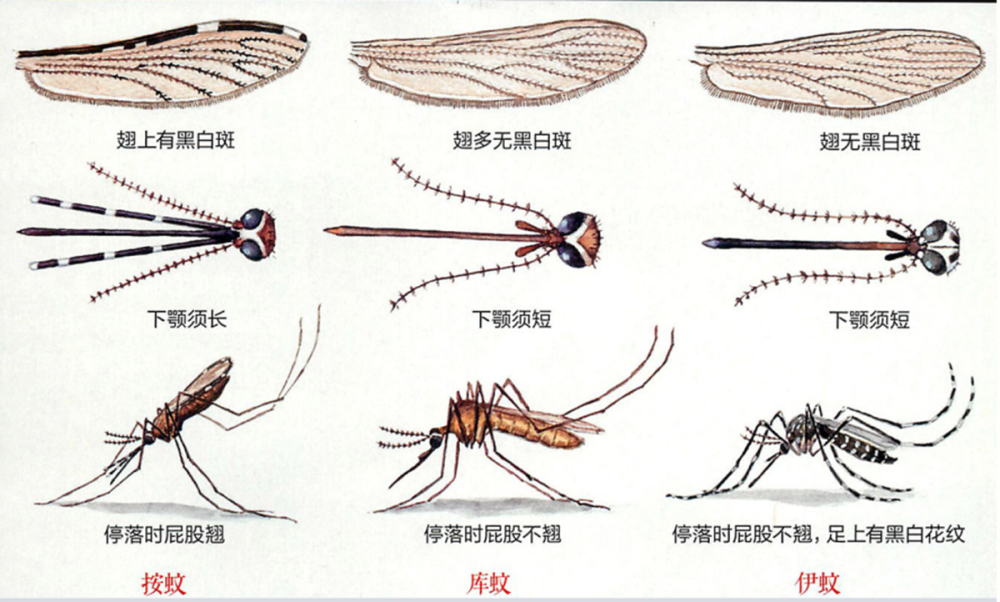 蚊子的第二对翅膀变成了可以控制方向和保持平衡的器官,它的触角也是