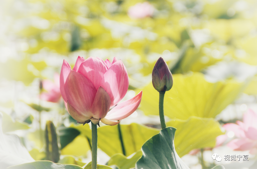 图说丨银川·览夏:荷花诗词唯美了整个夏天