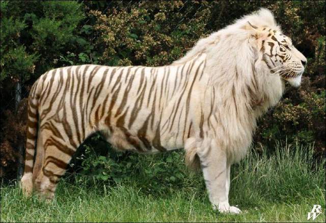 狮虎兽vs虎狮兽谁才是最强大的杂交猫科动物