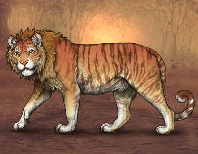 狮虎兽vs虎狮兽,谁才是最强大的杂交猫科动物?