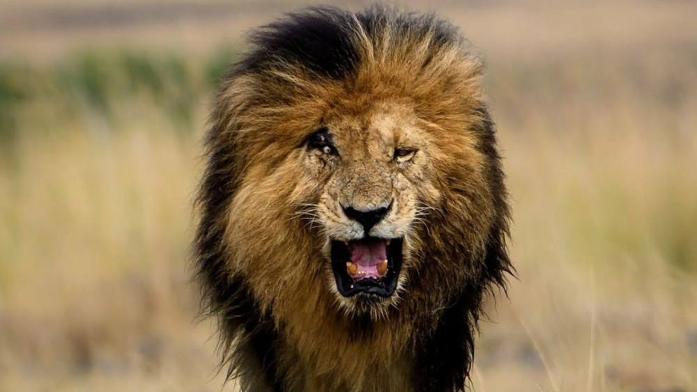 疤面煞星:有史以来最伟大的狮王,曾与三兄弟联手制霸整个非洲