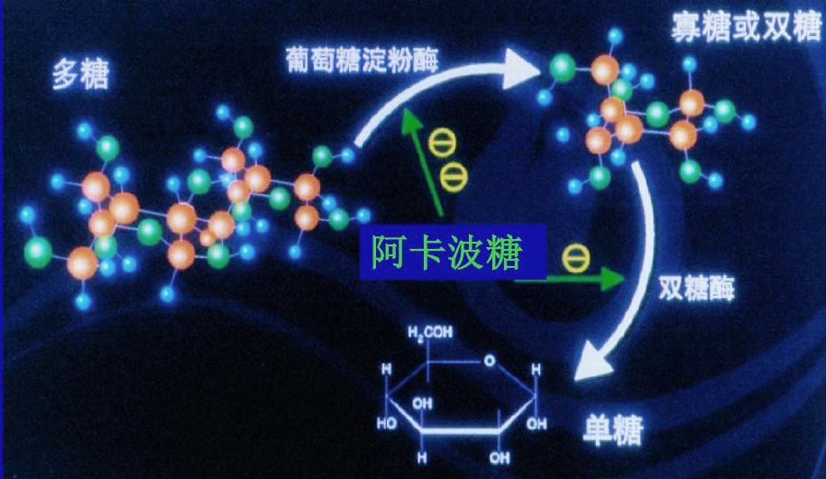 降血糖的二甲双胍和阿卡波糖,有什么区别?