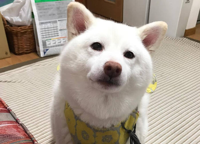 新手铲屎官适合养萨摩还是白色柴犬?