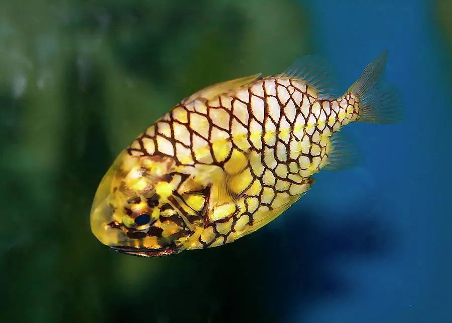 【物种】看!这只"小菠萝"会游泳-松球鱼