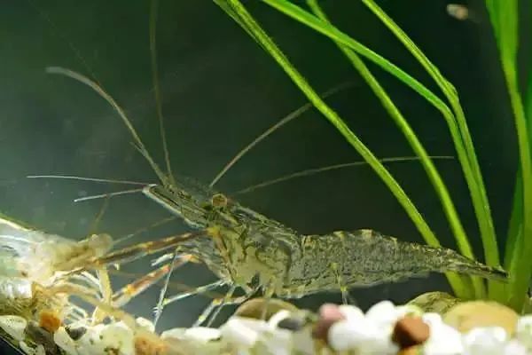 日本沼虾常见疾病与防治