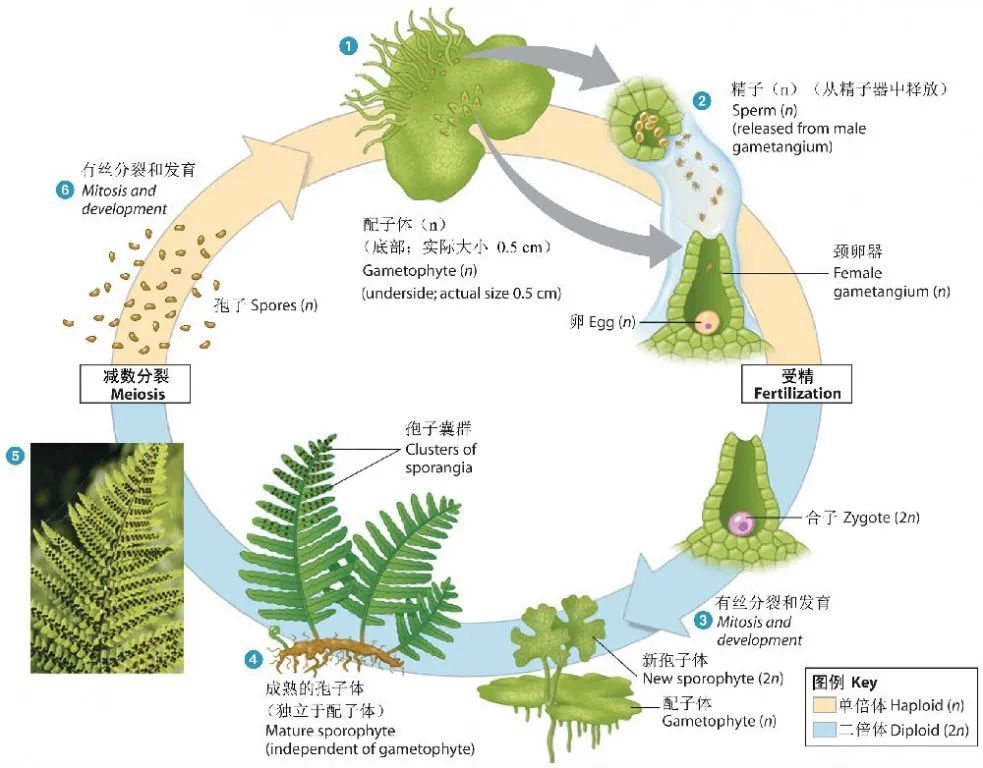 风华"蕨"代丨花花万物