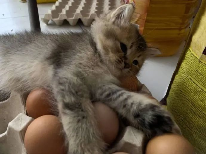 小奶猫睡在鸡蛋上孵蛋是想要孵出小鸡来吗