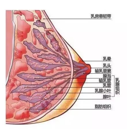 乳 腺纤维 瘤 我们的乳房由皮肤,皮下的脂肪组织,乳腺腺体组织及其