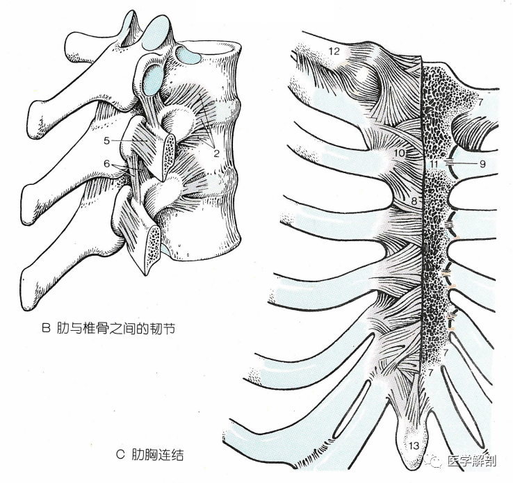 经典解剖|胸廓:肋骨的连结