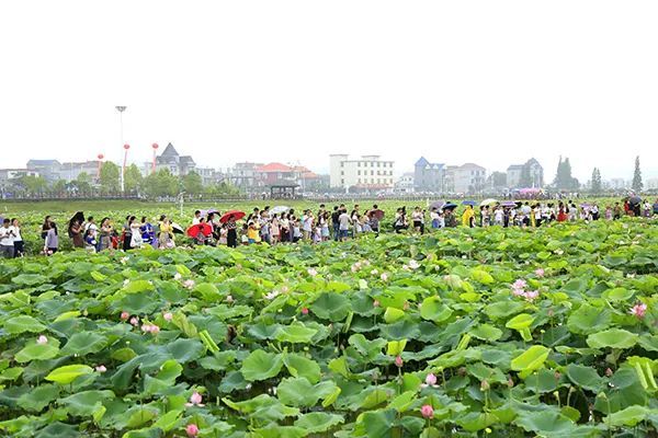 荷花博览园离县城3公里,占地约5000亩,是全国连片种植面积最大,品种