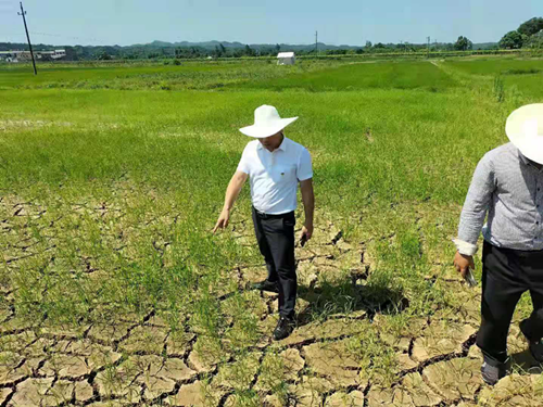 湘潭县射埠镇:召开抗旱工作现场会